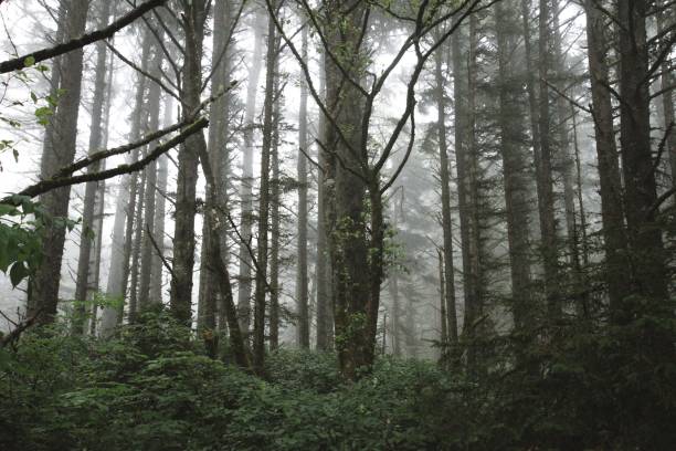 istock Low angle view of light streaming through a dense pine forest on a foggy day 2171406285
