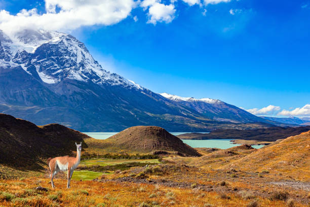 istock Patagonia. Wild guanaco 2171407472