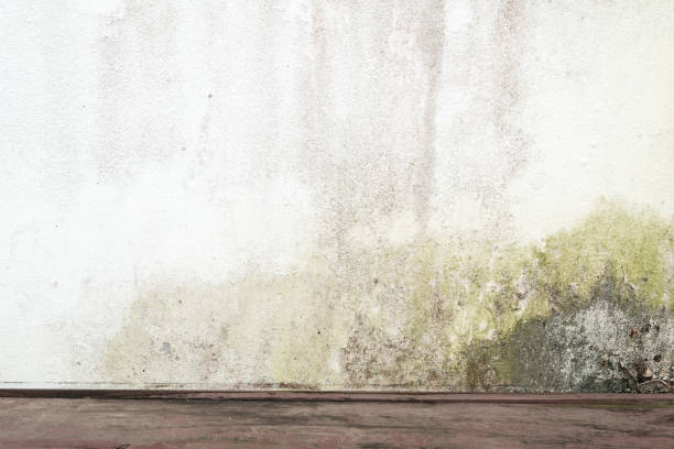 Closeup of  walls and floors with mildew.