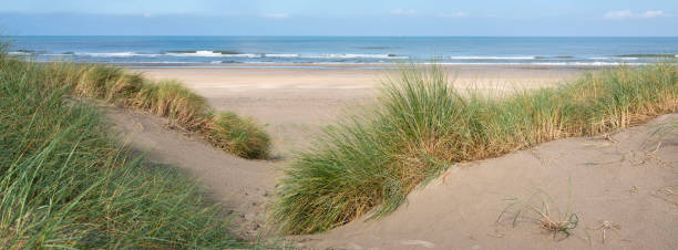 istock dunes with marram grass and north sea beach in the netherlands 2171417403
