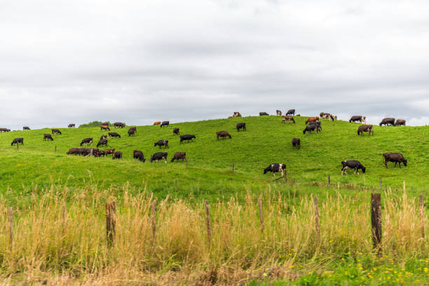 istock Cows Grazing on Green Hillside Under Cloudy Sky 2171417433