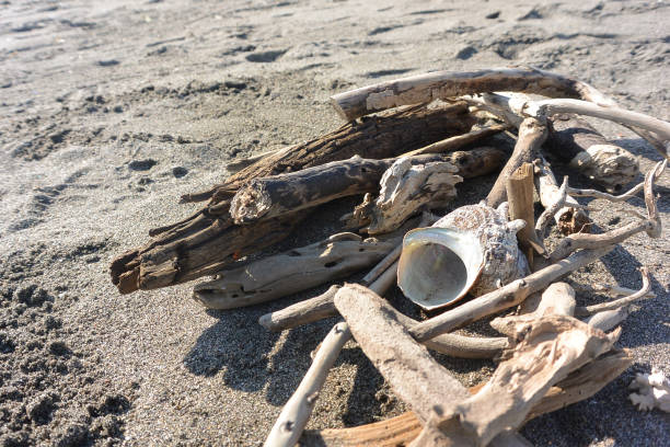 Collecting driftwood and seashells on the beach close-up