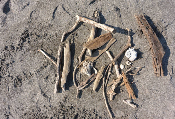 Collection of driftwood and seashells on the beach.
