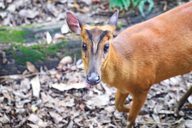 Hong Kong Wildlife