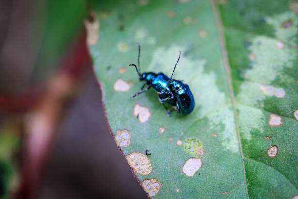 istock A Pair of Metallic Blue Beetles Mating on a Leaf 2171421146