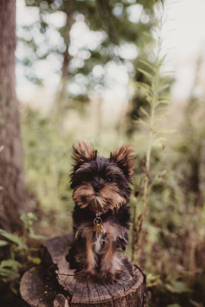 Dog sitting outdoors on a tree stump