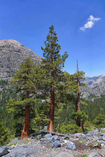 istock Trees in Sierra Nevada Mountain 2171426816