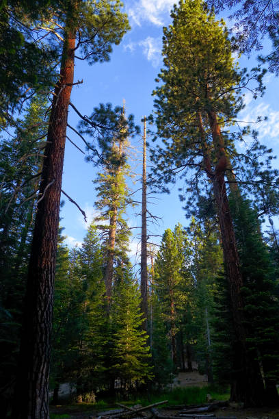 istock Trees in Yosemite National Park 2171426829