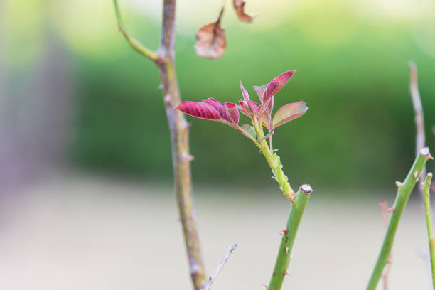 Sprout of a rose sapling found on the roadside