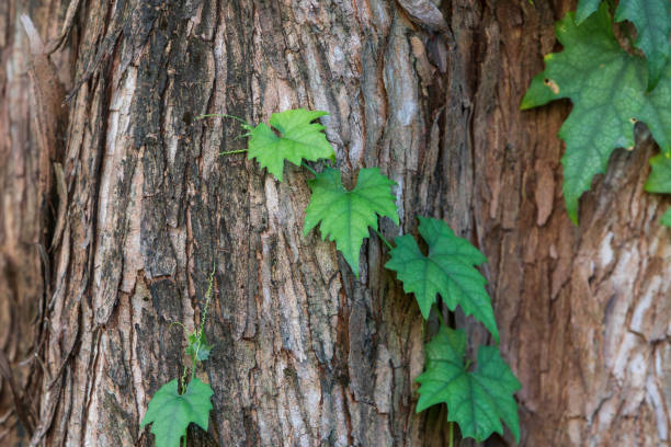 A vine with green leaves growing on an old tree trunk.