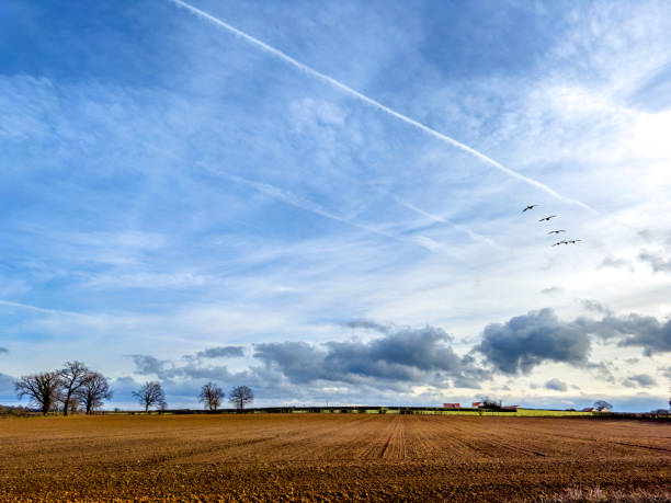 A freshly plowed field stretches under a vibrant blue sky, scattered with small soft clouds. This serene rural landscape evokes a sense of earth's natural beauty and agricultural potential.