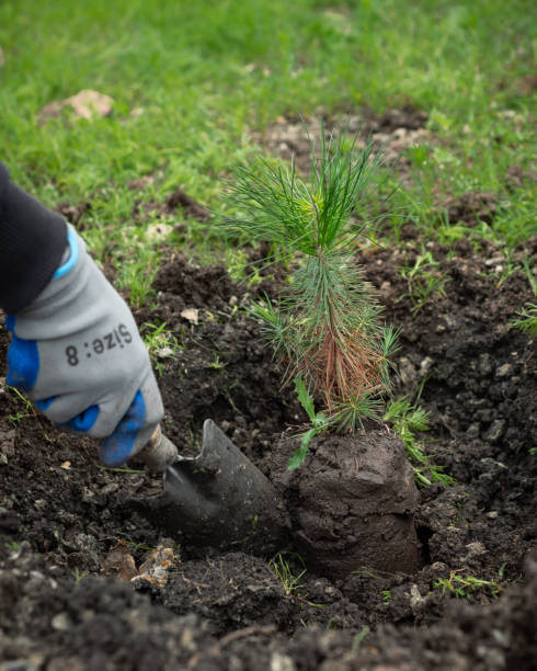 istock gardening work, planting a tree with gardening tools, caring for the environment 2171433167