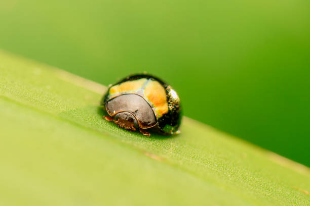 istock Steelblue Ladybird 2171433333