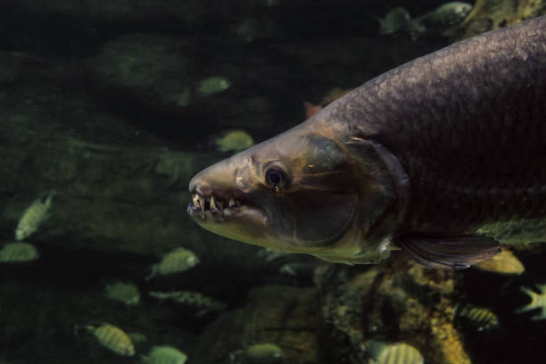 istock Face of goliath tigerfish side view close-up. Predatory fanged ray-finned fish. 2171433739