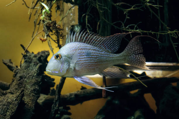 istock Geophagus surinamensis. Redstriped Eartheater fish. Side view. 2171433745