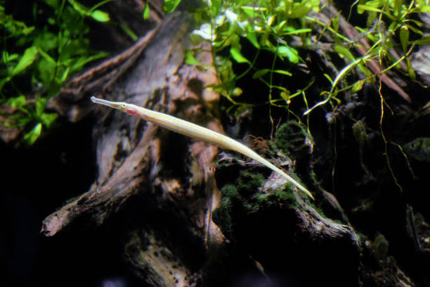 Alligator pipefish. Syngnathoides biaculeatus fish. Side view.