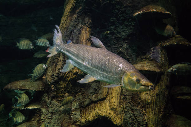 istock Goliath tigerfish. Predatory fanged ray-finned fish. 2171433751