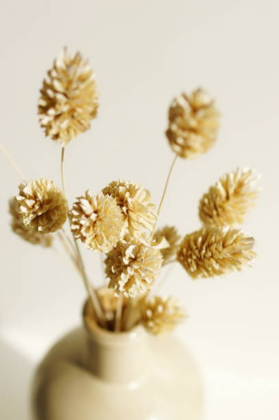 istock Modern beige ceramic vase with dry  grass close up on white background. 2171435285