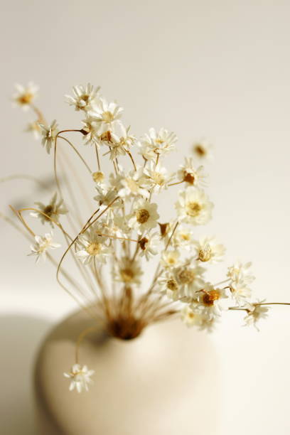 istock Modern beige ceramic vase with Dry daisy flowers close up 2171435300