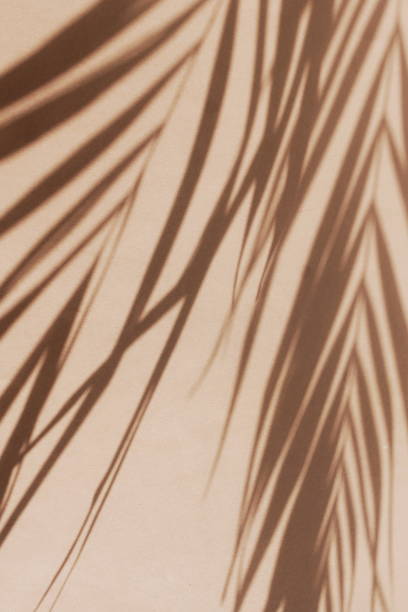 istock natural palm leaves shadow background on brown paper texture . 2171435327