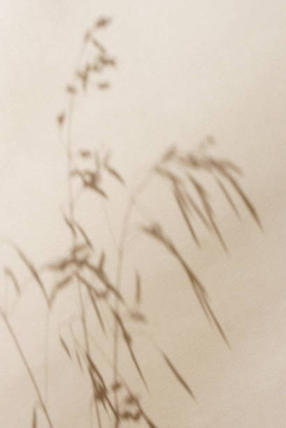 istock Dry reeds plant shadow on beige background  template with copy space 2171435945