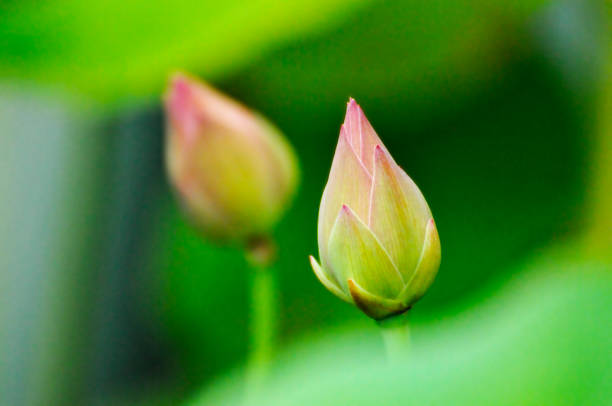 blossoming lotus flowers