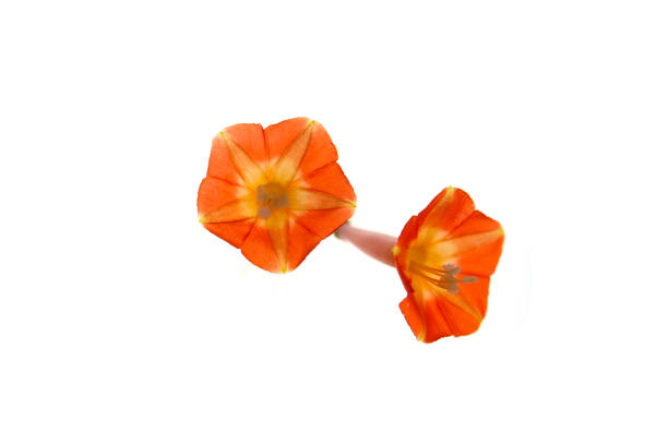 istock flowers of red morning glory on a white background 2171436954