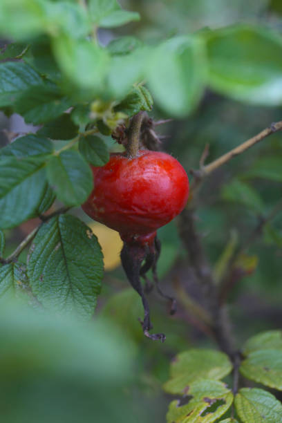 istock botanical close up background of rose hip 2171437007