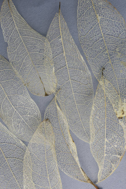 istock abstract botanical background of skeleton leaves 2171437014