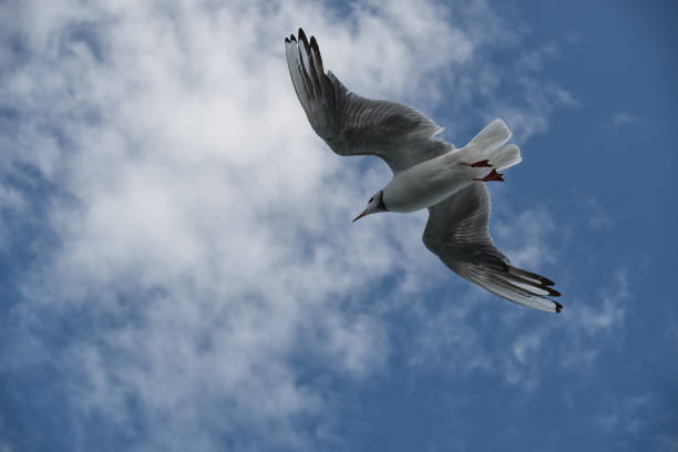 Seagulls flying against a bright blue sky with fluffy clouds, symbolizing freedom and tranquility in a natural aerial scene.
