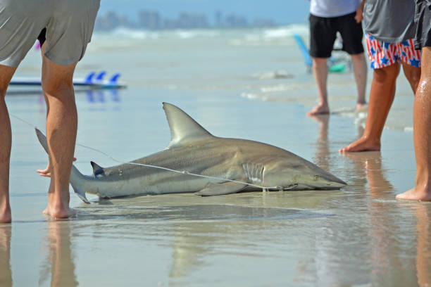istock A Blacktip Shark lying on the wet sand, a fishhook attached to the line, after a successful catch. 2171438541