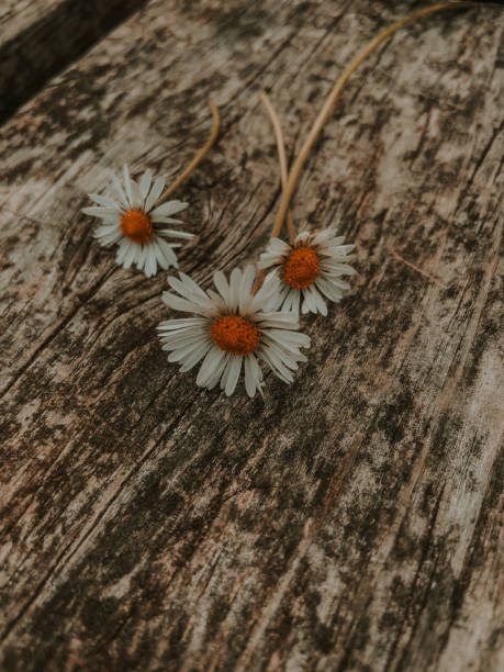 Three delicate daisies resting on a weathered wooden surface, evoking a rustic and natural aesthetic. Perfect for themes of simplicity, nature, and nostalgia