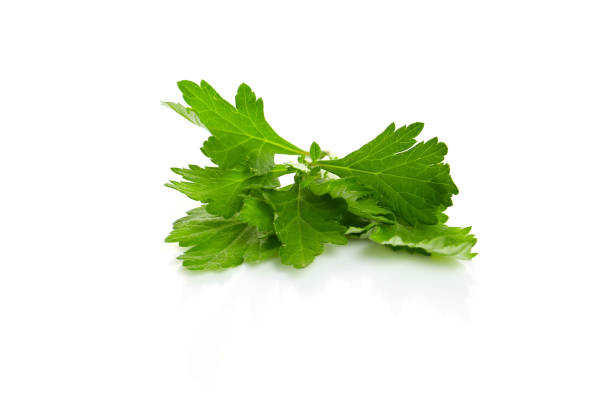 istock young leaves of mugwort on a white background 2171440063