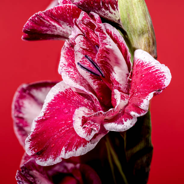 istock Blooming Gladiolus Jiri Vaclavik on a red background 2171441923