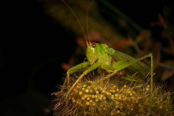 istock Grasshopper on a green leaf in the nature. macro 2171442397