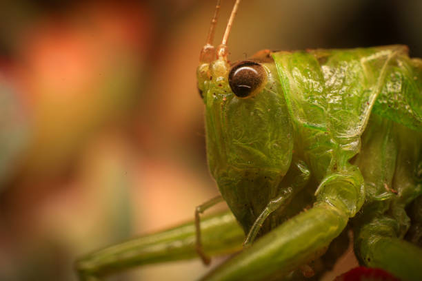 Grasshopper on a green leaf in the nature. macro