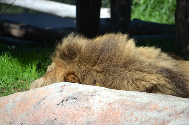 Lion family with lion cub, male and female