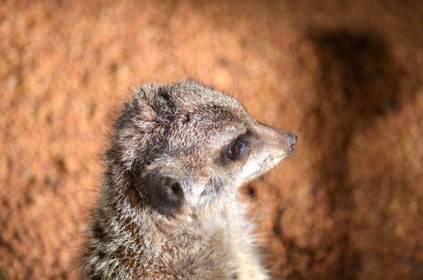 The meerkat or suricate is a small mongoose found in southern Africa. It is characterised by a broad head, large eyes, a pointed snout, long legs, a thin tapering tail, and a brindled coat pattern. The head-and-body length is around 24–35 cm, and the weight is typically between 0.62 and 0.97 kg