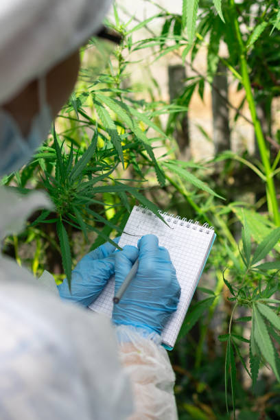 istock Conducting indepth research focused on Cannabis cultivation within a greenhouse environment 2171443648