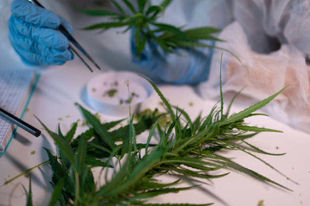 istock Analysis of cannabis cultivation and health conducted within a specialized laboratory setting 2171443719