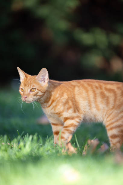 istock Ginger stray cat is walking in nature. 2171444192