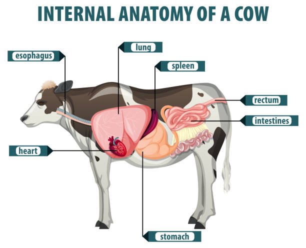 sơ đồ chi tiết các cơ quan nội tạng của bò - herbivorous hình minh họa sẵn có