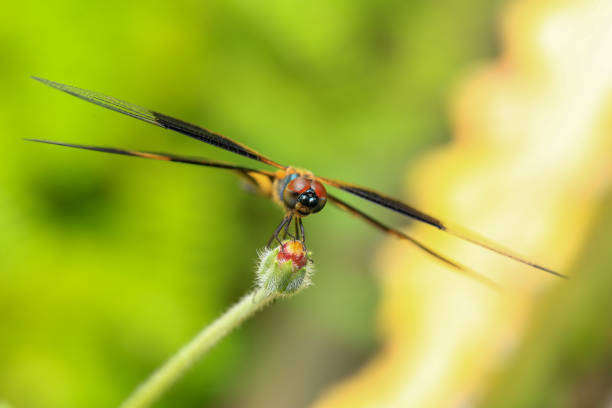 dragonfly Macro of a dragonfly on a green leaf.