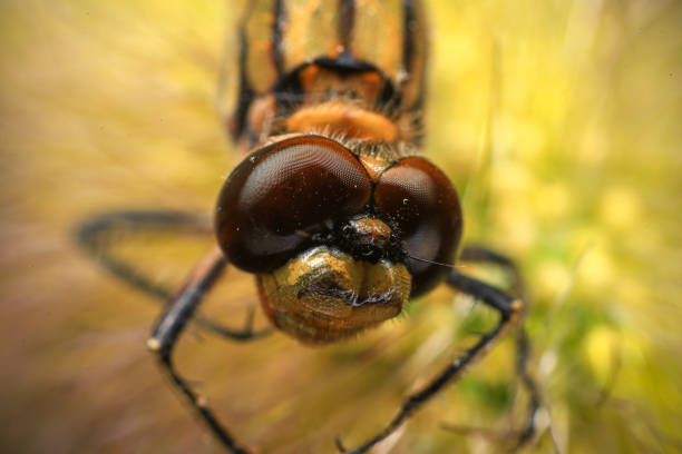dragonfly Macro of a dragonfly on a green leaf.
