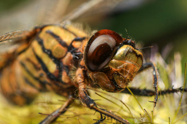 istock dragonfly Macro of a dragonfly on a green leaf. 2171446447