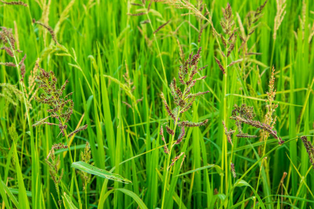 Beautiful growing green rice fields swaying in the breeze.