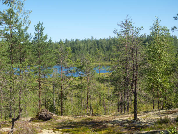 istock landscape with a small lake and swamp 2171449513