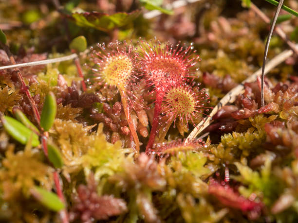 istock carnivorous plant sundew close up 2171449538