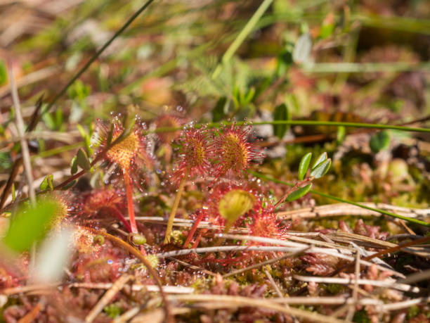 istock carnivorous plant sundew in a swamp 2171449558