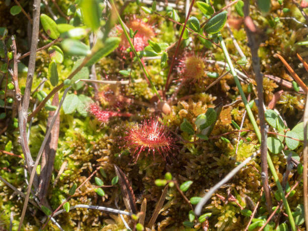 istock carnivorous plant sundew 2171449588